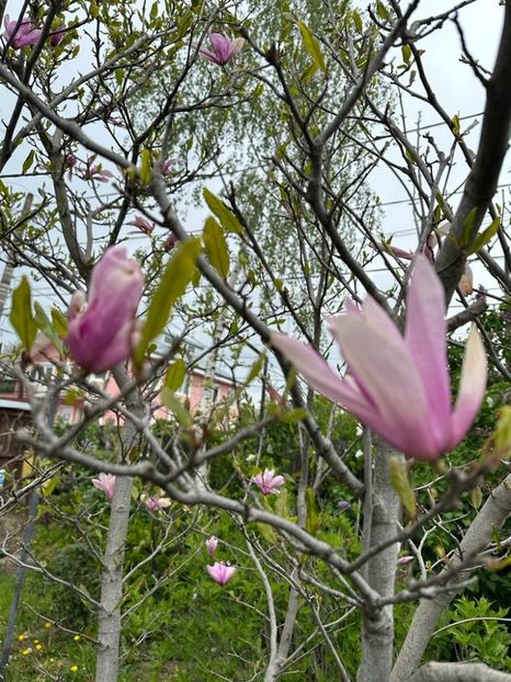 E9mSGbmQnMHbyuBFNslPVPy_VF3NhEH5HVP9Iwkb0ws=_plaintext_638190567669254250 - 0 001 2023 GRADINA ROMAN 07 05 2023