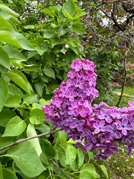 g0gvGuSKReKff9K85m72GRCUeBiIe2RxBISWex0XPzI=_plaintext_638190567669605241 - 0 001 2023 GRADINA ROMAN 07 05 2023