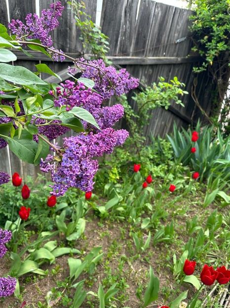 H_r1NCvFXGf91z1SFASKlVsslWnkLqkbOvMST50rqXg=_plaintext_638190567669264223 - 0 001 2023 GRADINA ROMAN 07 05 2023