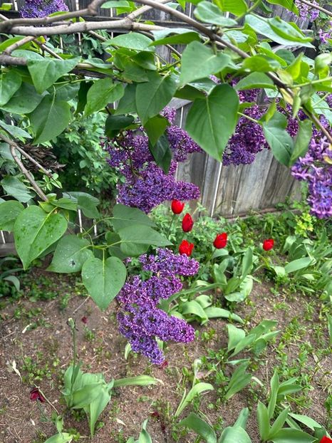 lW2ma5xKjhBdd887vp2nD8mYtFA7NDFc5K_vmQaS9cI=_plaintext_638190567669314039 - 0 001 2023 GRADINA ROMAN 07 05 2023