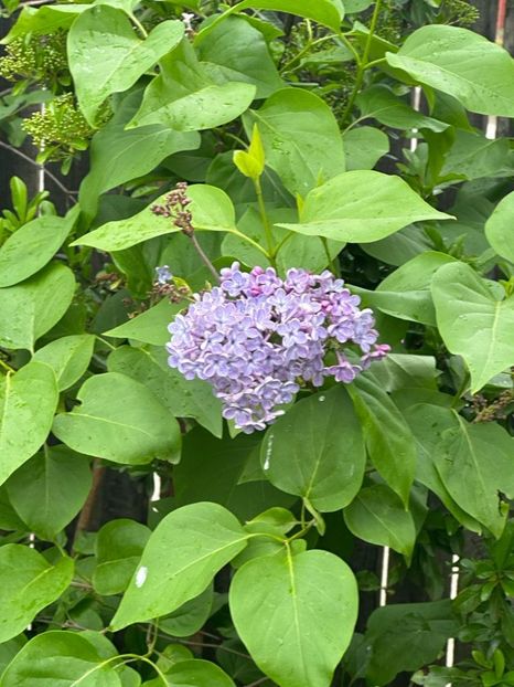 N7C8JYvp7fql_NdUQms7bTn5r_PFX7DCggyq-9R6zxk=_plaintext_638190567670322843 - 0 001 2023 GRADINA ROMAN 07 05 2023