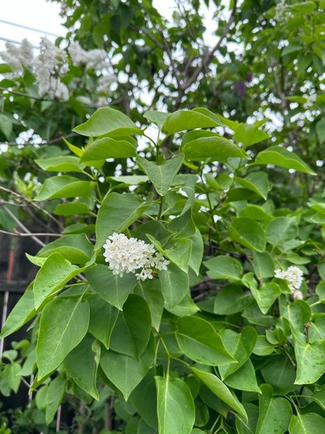 N-G0K8fc39yUkHFKr_x8G_NwONbma9XwwnNBcm0ezEk=_plaintext_638190567669874338 - 0 001 2023 GRADINA ROMAN 07 05 2023