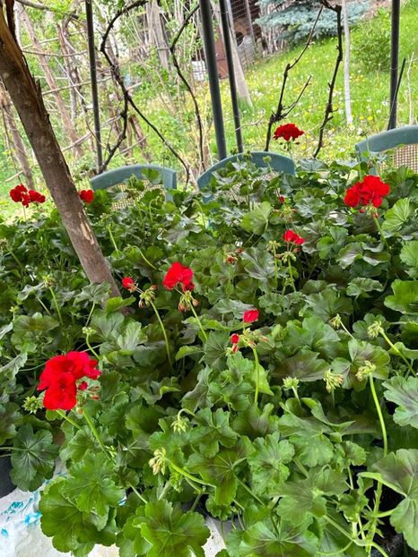 oHKsV80AI20i3lIkdu7IghwrLlY-pfw_oXCCK5Usfk0=_plaintext_638190567742183489 - 0 001 2023 GRADINA ROMAN 07 05 2023