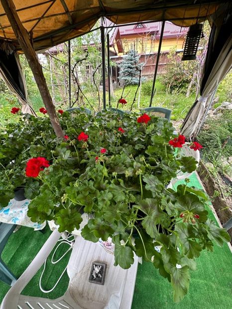 VqbwTXLwQVufIeR0SqzyLtVsW8ZHgqzozTFmGvv0qrA=_plaintext_638190567742133657 - 0 001 2023 GRADINA ROMAN 07 05 2023