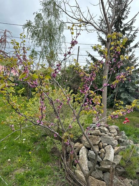 WhatsApp Image 2023-05-07 at 14.43.05 - 0 001 2023 GRADINA ROMAN 07 05 2023