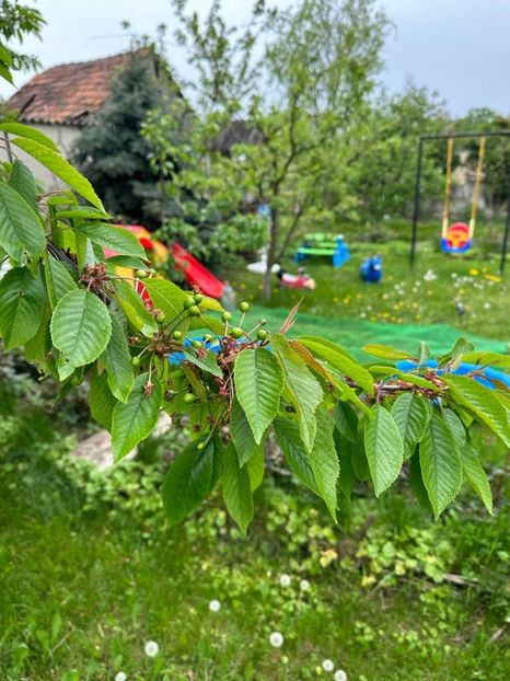 z3ihSPfjBwhtBSXR6HOffHklRe4u2kGmpE2QxOPYg-s=_plaintext_638190567672146778 - 0 001 2023 GRADINA ROMAN 07 05 2023