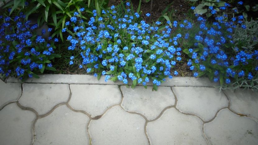  - Splendori in gradina