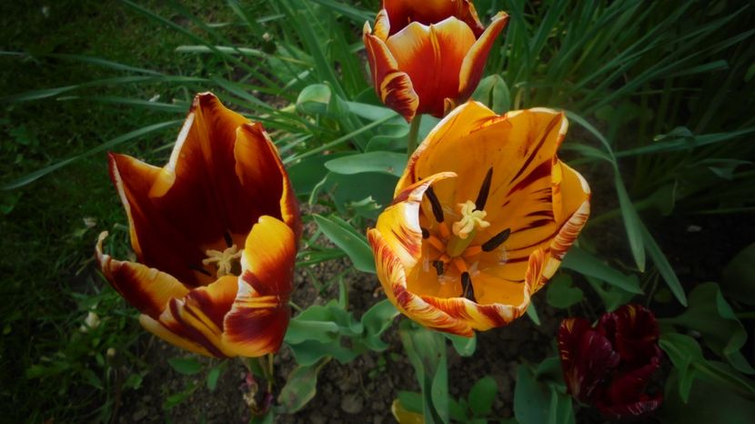  - Splendori in gradina