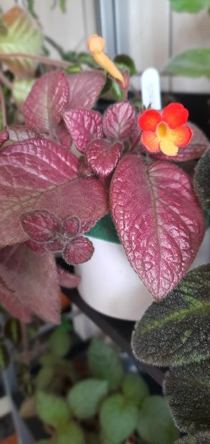  - Episcia 2023