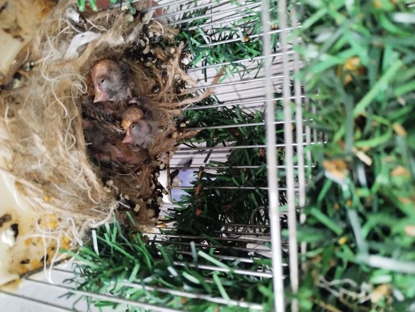  - Pui scatiu de venezuela 2023