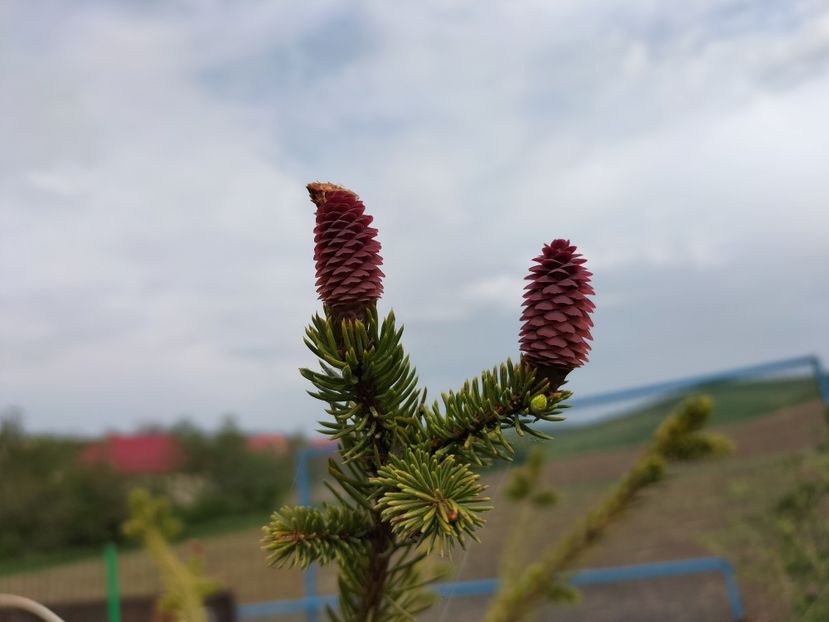 IMG20230507094959 - Primăvara 2023