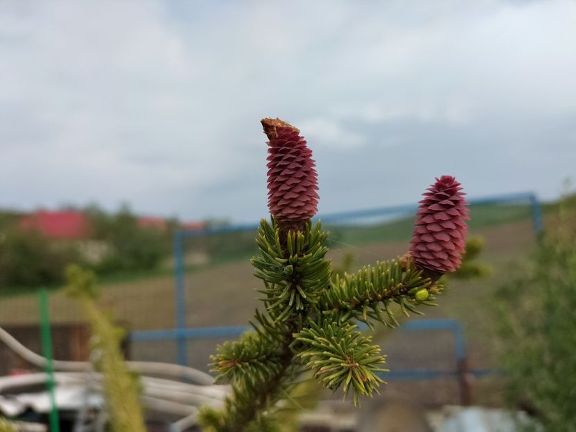 IMG20230507094944 - Primăvara 2023