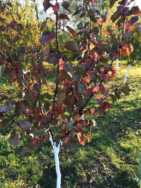 30 Oct 2021 - cais SUNROSSO