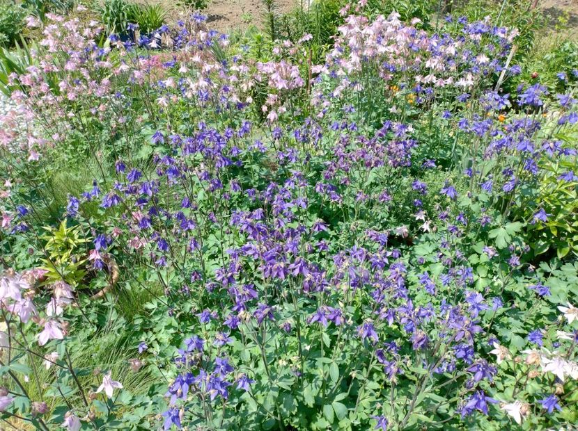  - 03-Aquillegia -Caldarusa