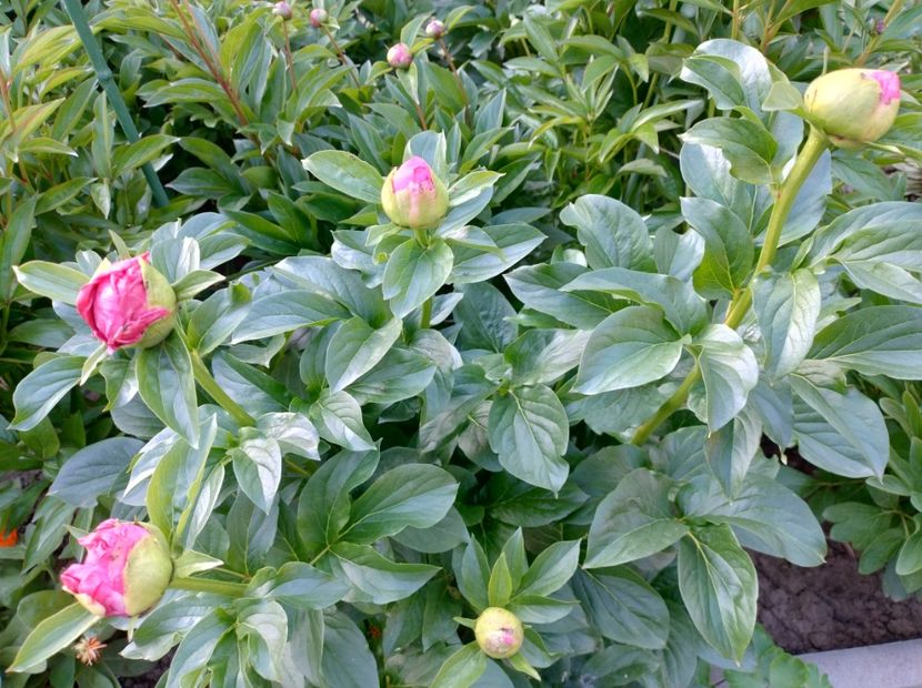 Paula Fay - 9-Bujori