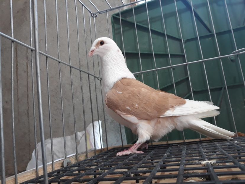 20230319_140648[1] - Amintiri