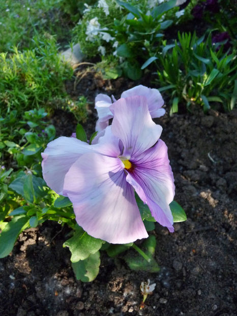  - 2023 - 01 - Primavara