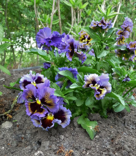  - 2023 - 01 - Primavara