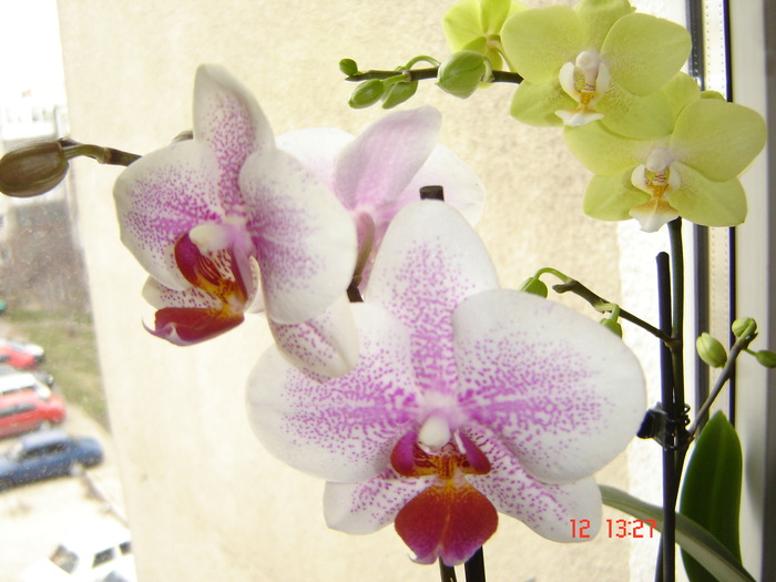 DSC00733 - orhideele mamei mele