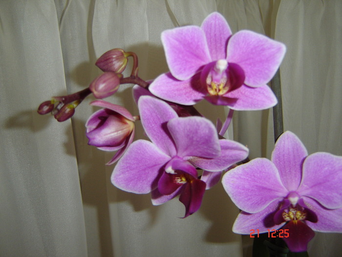 DSC00886 - orhideele mamei mele