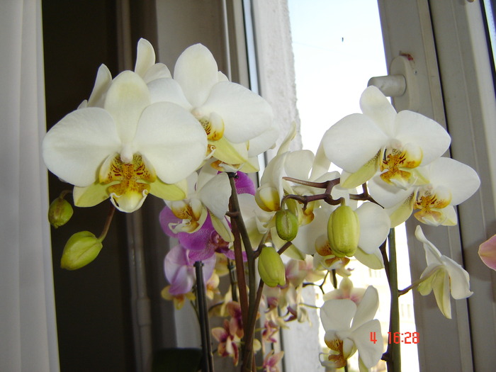 DSC01242 - orhideele mamei mele