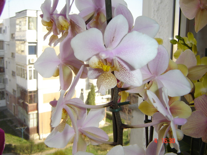 DSC01253 - orhideele mamei mele