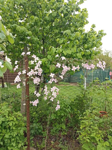 2023-8.05 - 33 Montana Rubens