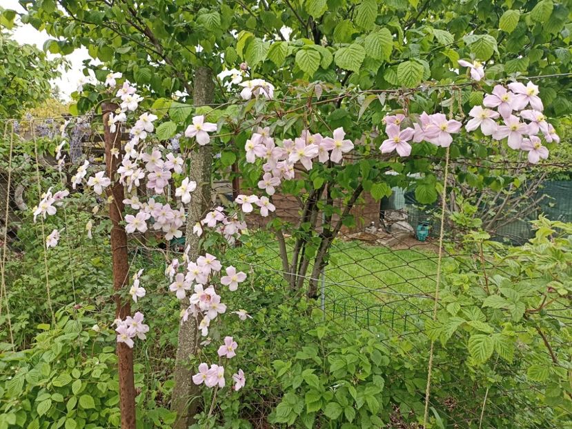 2023-8.05 - 33 Montana Rubens