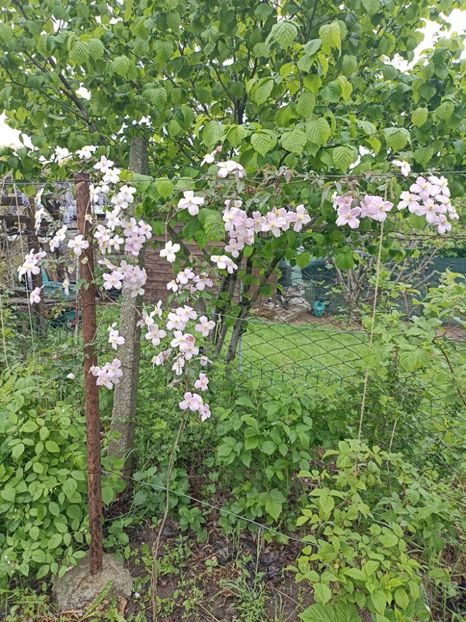 2023-8.05 - 33 Montana Rubens