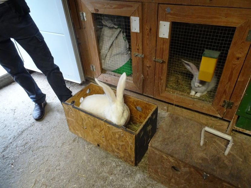  - vizita crescatoriilor de iepuri oi si gaini din zona -sucevei-vaslui