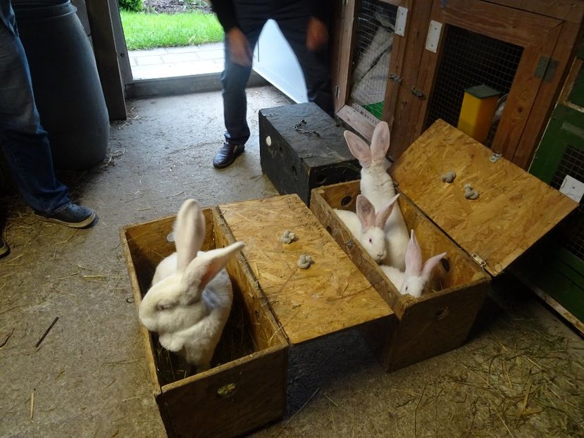  - vizita crescatoriilor de iepuri oi si gaini din zona -sucevei-vaslui