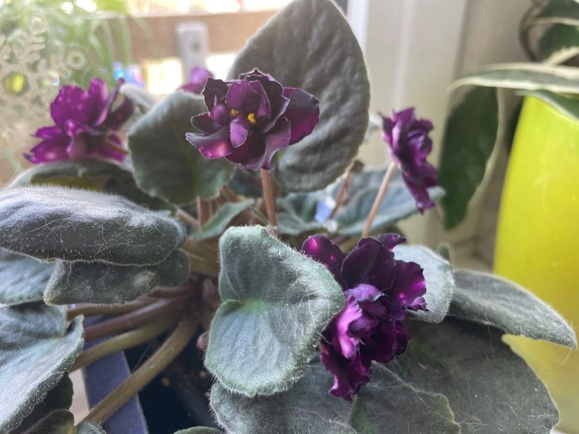 62A4F7EC-E768-478A-9183-730500BCE34F - Primavara