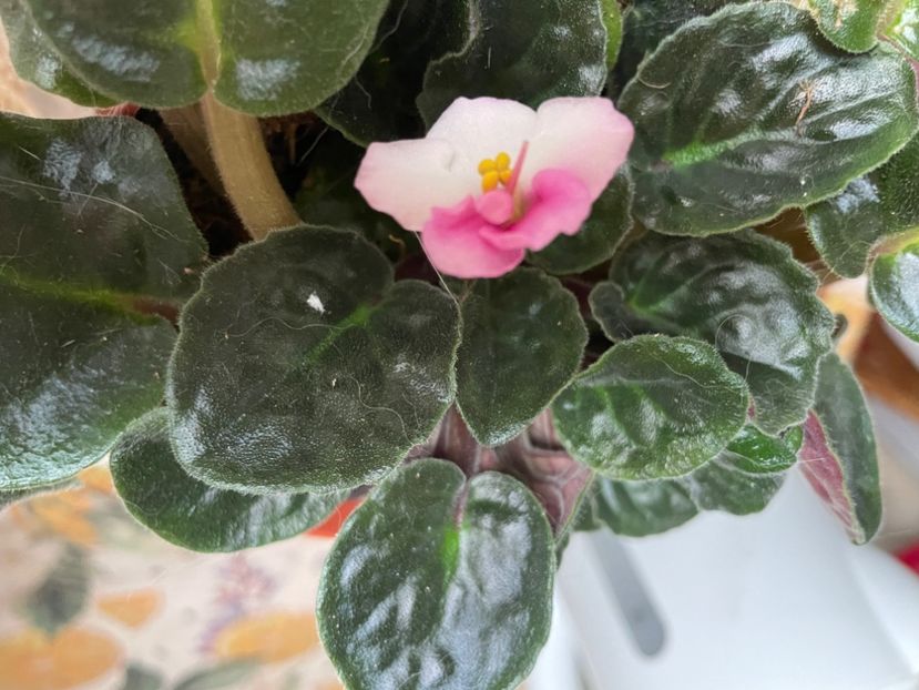 0623493A-9E0F-42D6-A908-FA77A5E1AC8E - Primavara