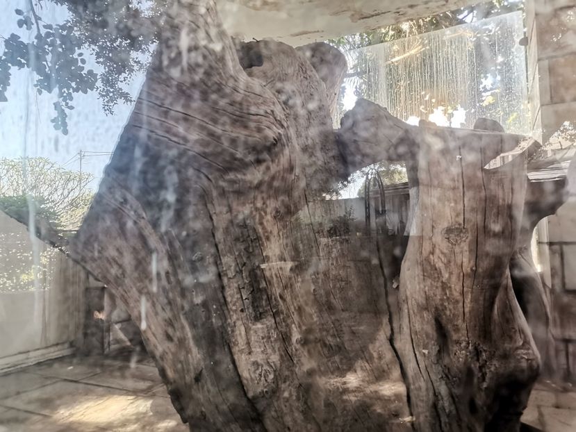 Dudul lui Zaheu Vamesul - Ierihon