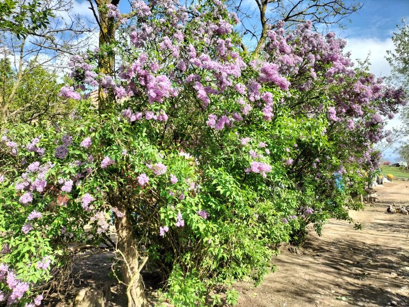 IMG20230508164952 - Primăvara 2023