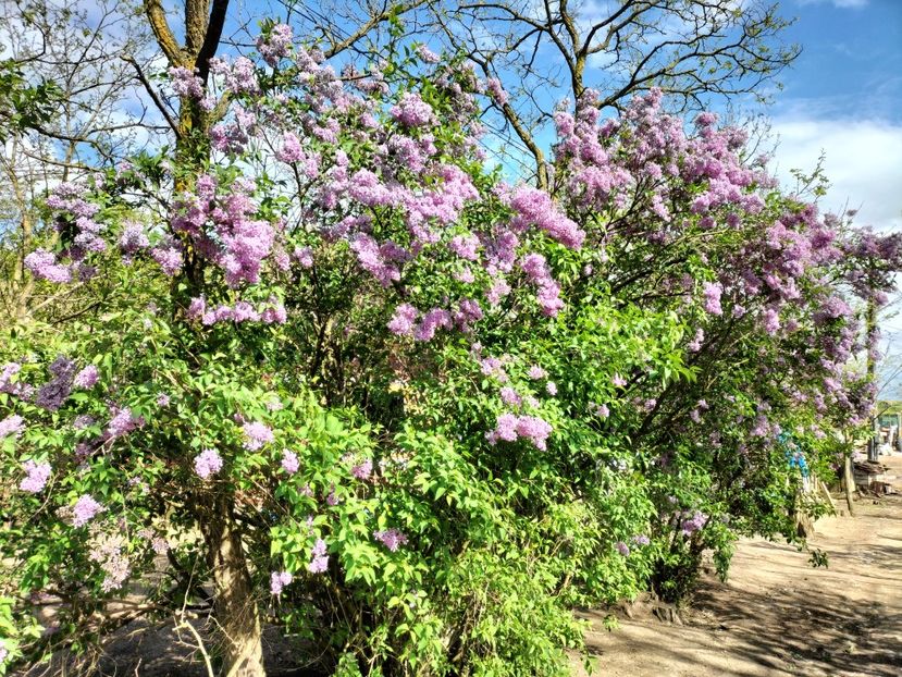 IMG20230508164946 - Primăvara 2023