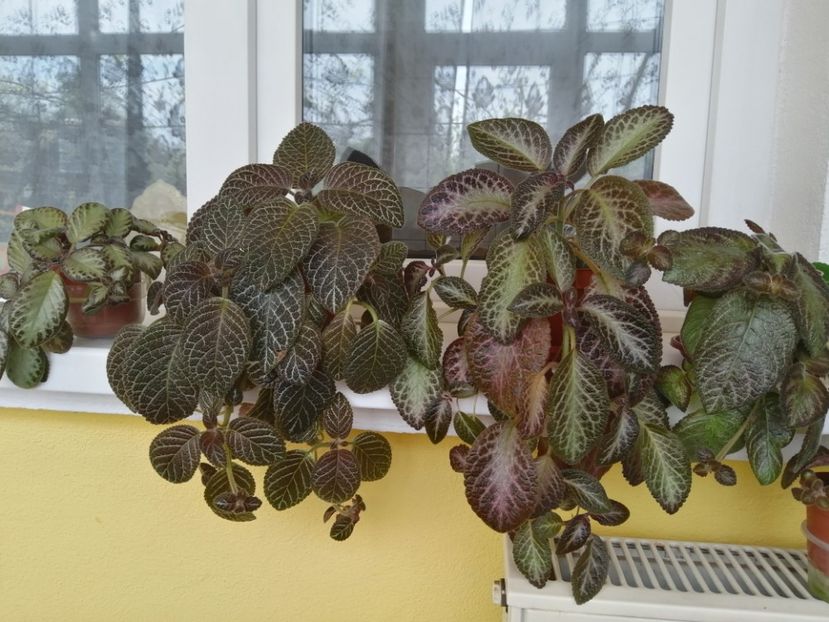  - EPISCIA