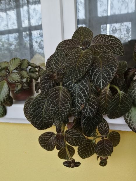  - EPISCIA