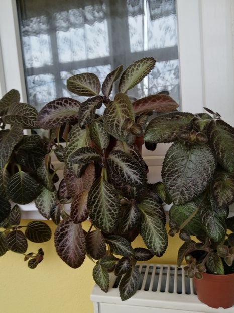 - EPISCIA