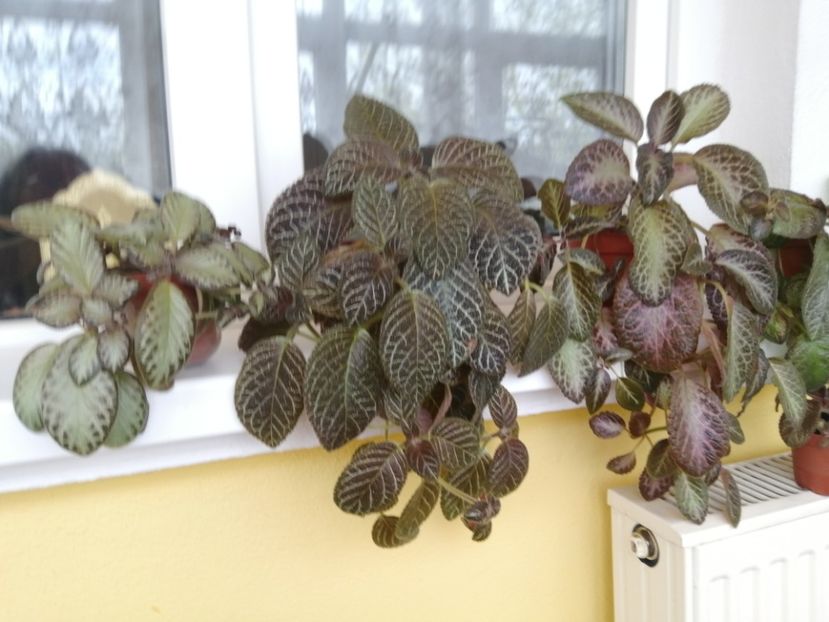  - EPISCIA