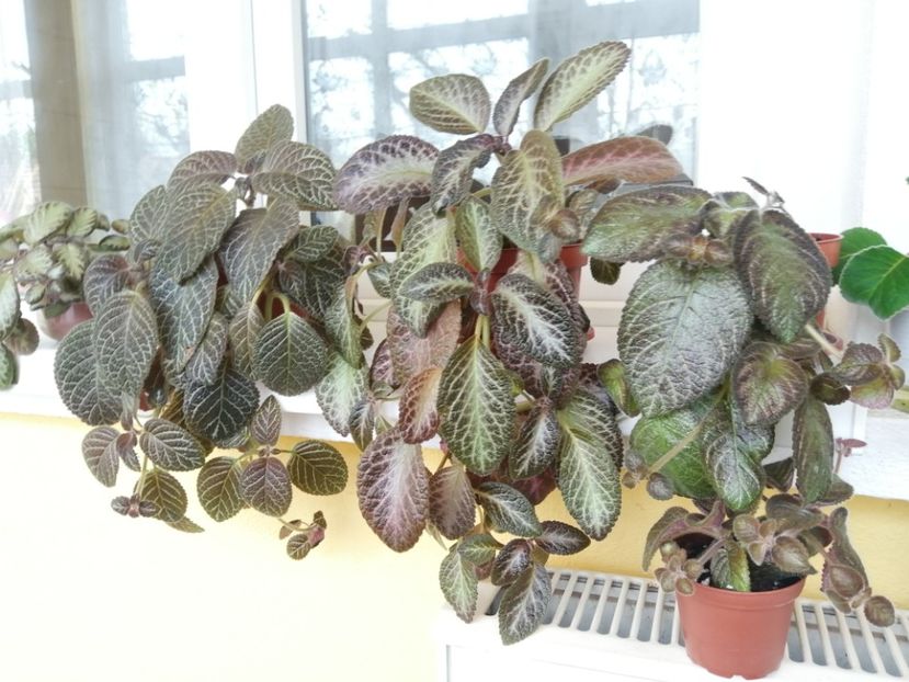  - EPISCIA
