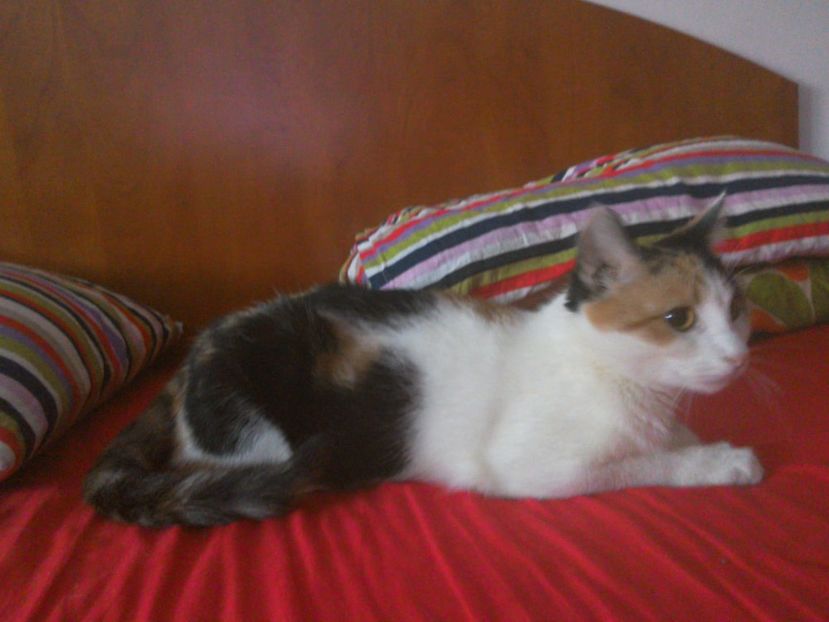 IMG-20200109-WA0013 - LADY 2017