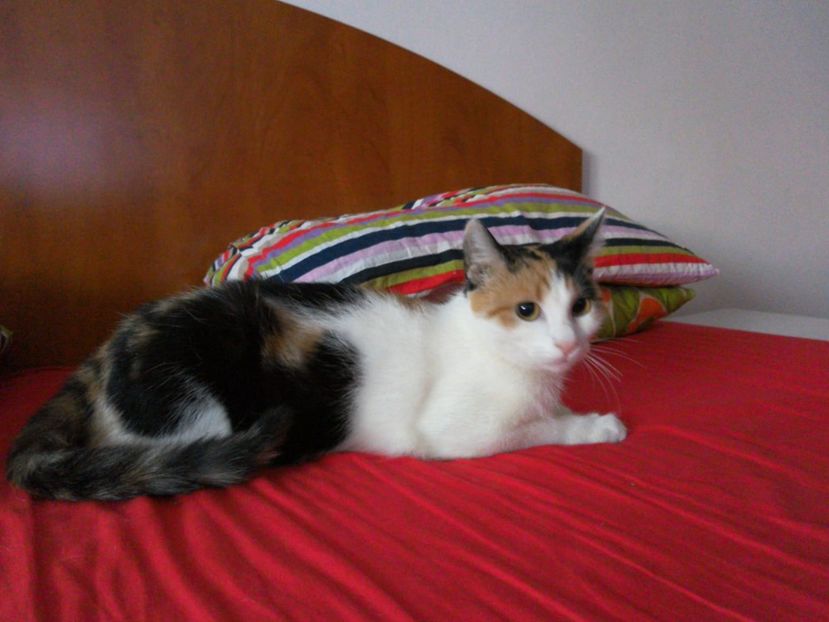 IMG-20200109-WA0014 - LADY 2017