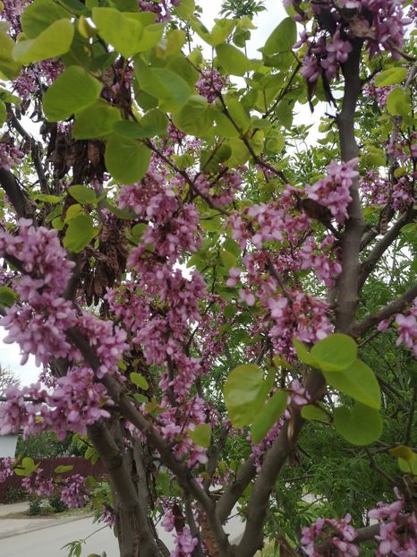  - arbori ornamentali 2023