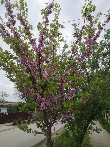  - arbori ornamentali 2023