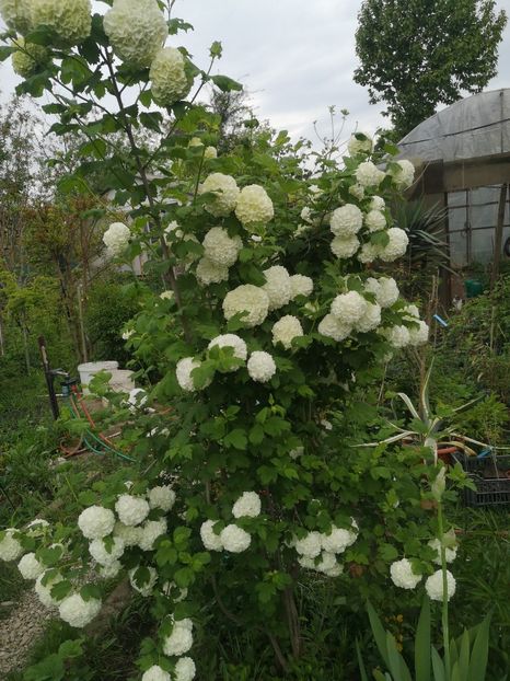 Boule de neige - arbori ornamentali 2023