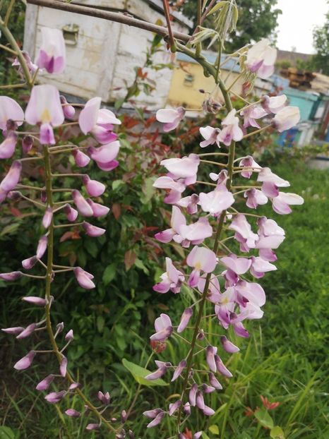  - arbori ornamentali 2023