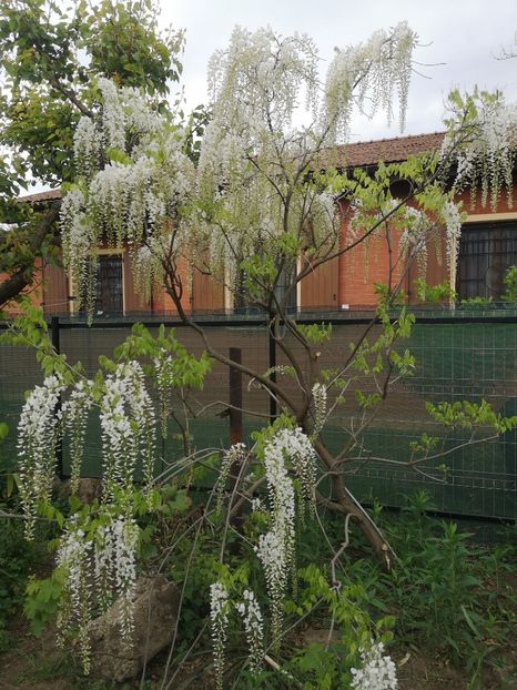  - arbori ornamentali 2023