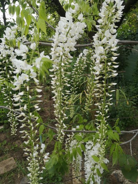  - arbori ornamentali 2023