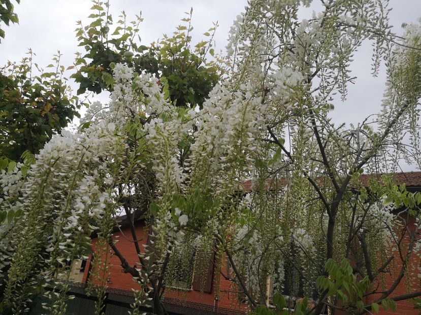 wisteria alba shiro noda - arbori ornamentali 2023